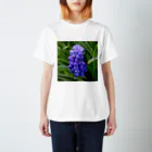 でおきしりぼ子の実験室のMuscari botryoides(1:1) スタンダードTシャツ