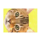 utouch_のねこ【顔】 Stickable Poster :horizontal position