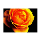 Anna’s galleryのYellow Rose Stickable Poster :horizontal position