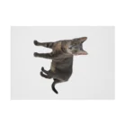live with catsの灰猫ちゃん Stickable Poster :horizontal position