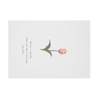 rilybiiのSakura Peach Tulip . Stickable Poster :horizontal position