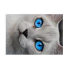 ソラトラの青目の猫 Stickable Poster :horizontal position