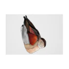 Lily bird（リリーバード）のクビワコガモ フルカラー 吸着ポスターの横向き