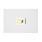 ArtShirtの Vitis: White Staminate Stickable Poster :horizontal position