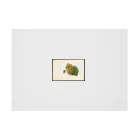 ArtShirtのScuppernong  Stickable Poster :horizontal position