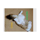 もちぴなぎのおもちねこ Stickable Poster :horizontal position