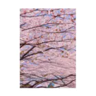 辺賦志ショップの美しき桜 吸着ポスター