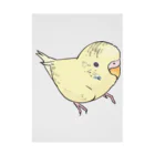 まめるりはことりの可愛いセキセイインコ　おすましちゃん【まめるりはことり】 吸着ポスター