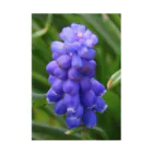 でおきしりぼ子の実験室のMuscari botryoides(1:1) 吸着ポスター