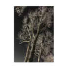 空屋　sorayakusakaの202001121944000　夜の樹木 Stickable Poster