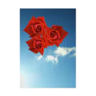 Harunoyozoraの青い空と赤い薔薇 吸着ポスター