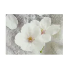cherryblossomの桜 Stickable Poster :horizontal position