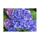 mayblueのhydrangea Stickable Poster :horizontal position