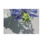 Kasumi/macro de microのA4 blue nigella  吸着ポスターの横向き