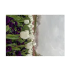 Monokomono+のWhite tulip and cherry blossom 吸着ポスターの横向き