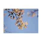 ごとー/お写真と日常の桜＠鎌倉 吸着ポスターの横向き