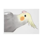 まめるりはことりの見つめるオカメインコちゃん【まめるりはことり】 吸着ポスターの横向き