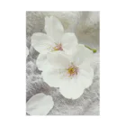 cherryblossomの桜 Stickable Poster