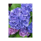 mayblueのhydrangea Stickable Poster