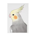 まめるりはことりの見つめるオカメインコちゃん【まめるりはことり】 Stickable Poster