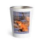 空屋　sorayakusakaの202201010715000　朝日の中のキタキツネ Thermo Tumbler