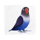 まめるりはことりのボタンインコ　おすましコバルトブルー【まめるりはことり】 Towel Handkerchief
