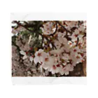 hiroki-naraの桜　サクラ　cherry blossom DATA_P_152　春　spring Towel Handkerchief