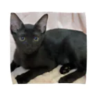 にゃんまるHOUSEの黒猫( ΦωΦ )Uﾕｳ  Towel Handkerchief