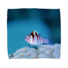 龍舞堂のちっちゃい魚 Towel Handkerchief