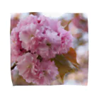 Jodlerin Sakura Kitagawa und die Edelweißmusikantenの八重さくら２ Towel Handkerchief