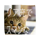 satake☆キジ猫のリア充な猫 動物 タオルハンカチ