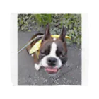 Laikathebostonterrierのおさんぽライカ2 Towel Handkerchief