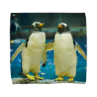 ペンギンの写真のジェンツーペンギン　写真　リアル　仲良し Towel Handkerchief