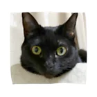 😸Kiyoshi😸の黒猫komo タオルハンカチ