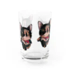 Kilkenny Catsのサビ猫 多め Water Glass :back