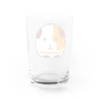 モルモットのミマモル隊のポンちゃん Water Glass :back