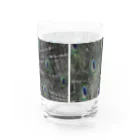 (羊虎魂)の孔雀・2 Water Glass :back