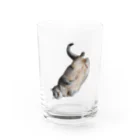 城の3月17日の落ちてる猫です Water Glass :front