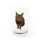 appetoppeの史上最強に可愛いキジトラのソラがおやつのおかわりをねだる！ Water Glass :front