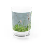 strike-eagleの野鳥　セッカ Water Glass :front