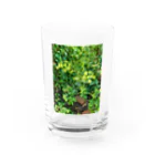 東綬のアシタバの花 Water Glass :front