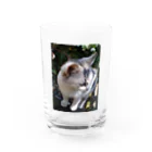 Dreamscape(LUNA)の何見てるの？ Water Glass :front