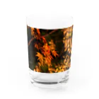 nokkccaのライトアップ紅葉 - Japanese maple(night shot) - Water Glass :front