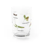 L_arctoaの関東のカマキリ（全面ver） Water Glass :front