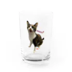 三毛猫tetoteの三毛猫teto 「meow!」 Water Glass :front