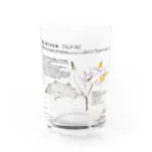 植物の絵師「洋子」の店の要注意外来生物_ワルナスビ Water Glass :front