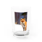 cow_cherry blossomsのNature of Hokkaido(Fox) Water Glass :front