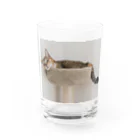 gaga_the_catのねむいガガ Water Glass :front
