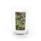 月澄狸の開花中のゴシキドクダミ Water Glass :front