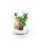 𝙈𝙊𝙈𝙊'𝙨 𝙎𝙝𝙤𝙥の植物とねこ グラス前面